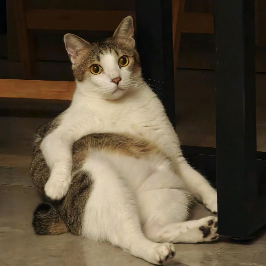 拌面是只招财喵(亲测版)