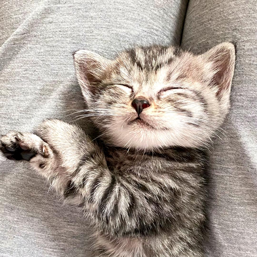 一只咪（已绝育版）