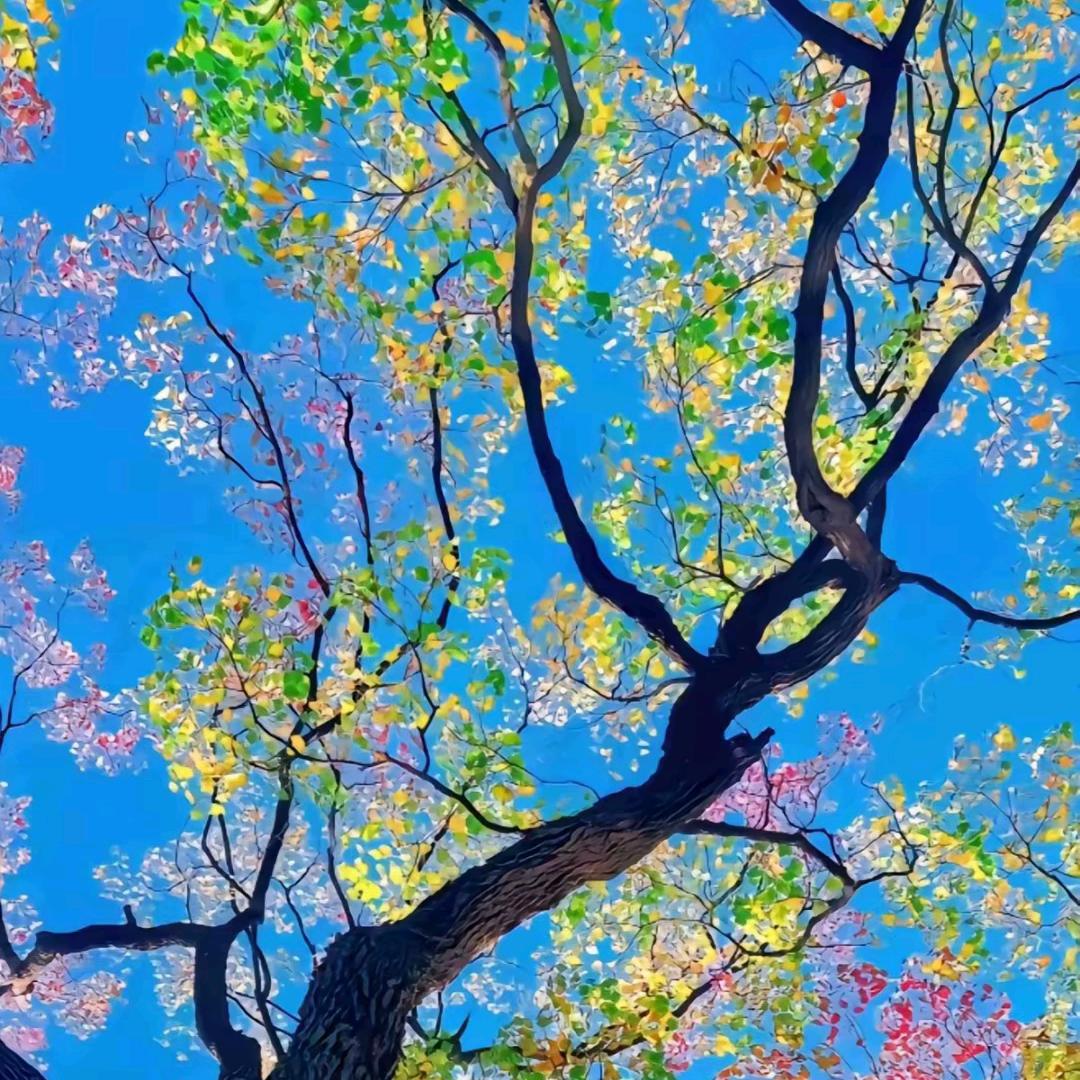 @树🌞