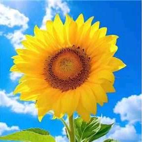 清娜(越来越好)