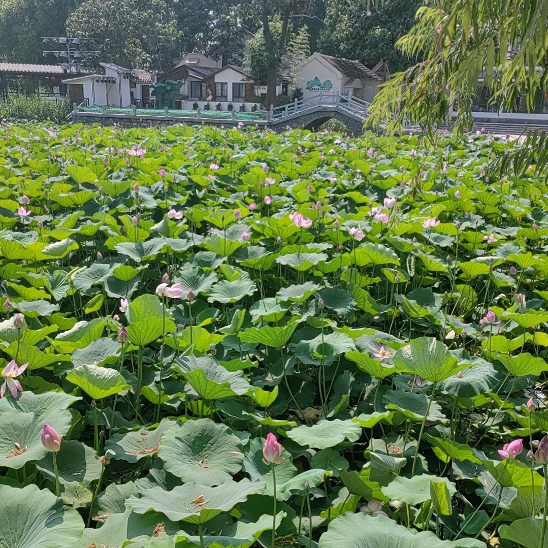 顺心顺意