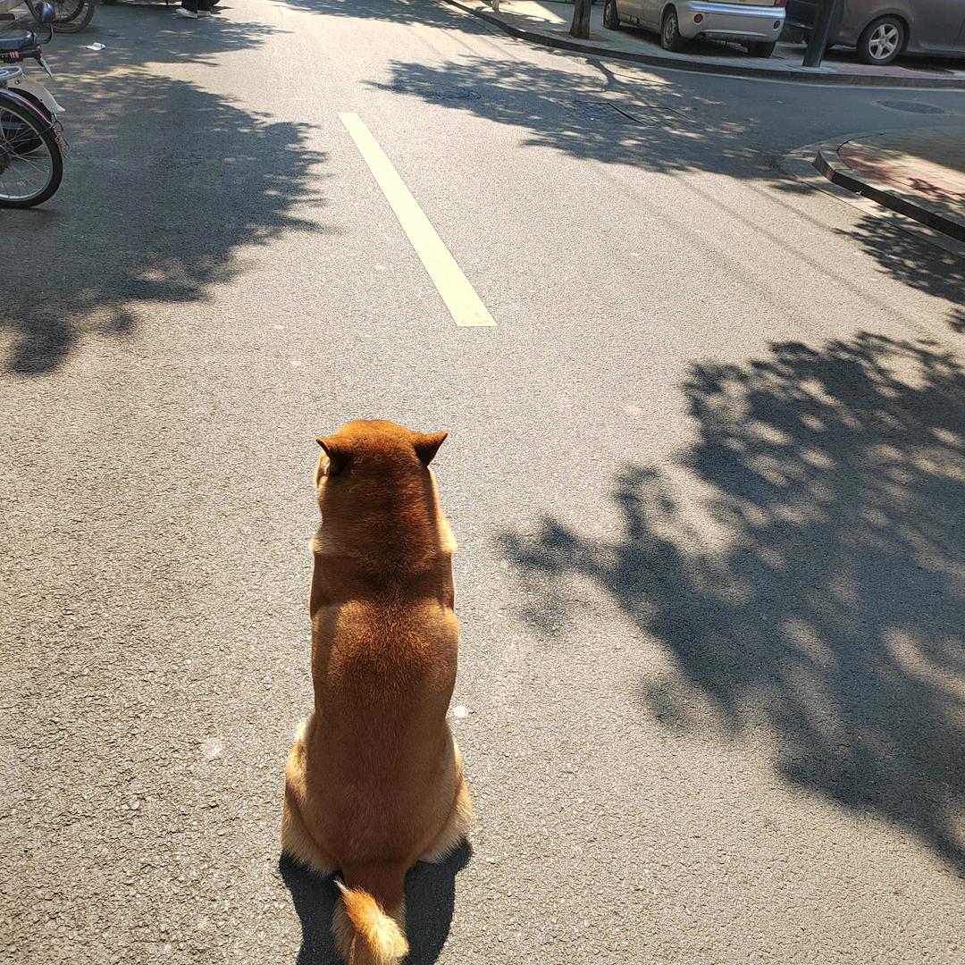柴狗财财