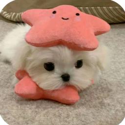 苏苏大王🐾