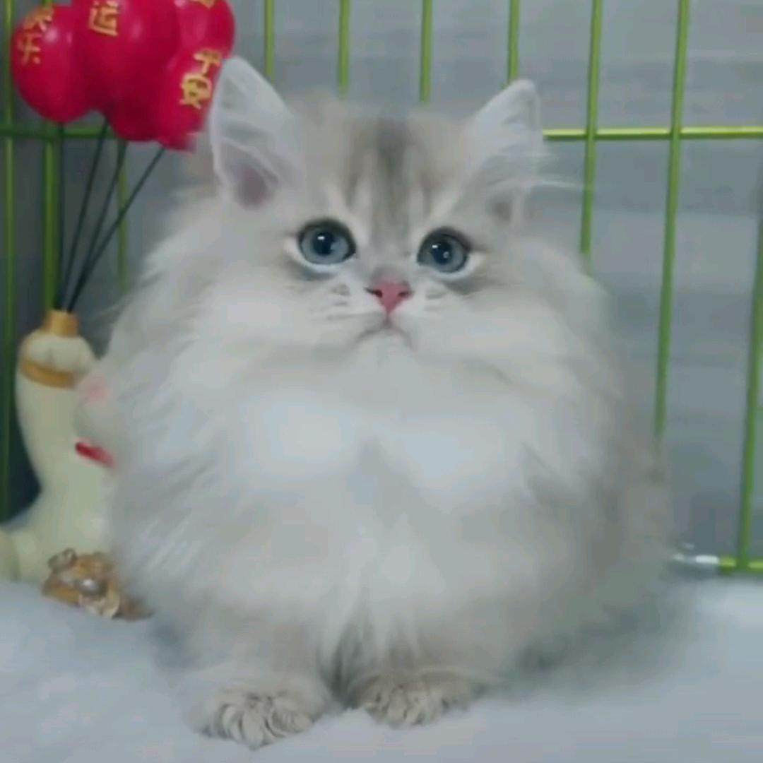 顾小猫猫舍