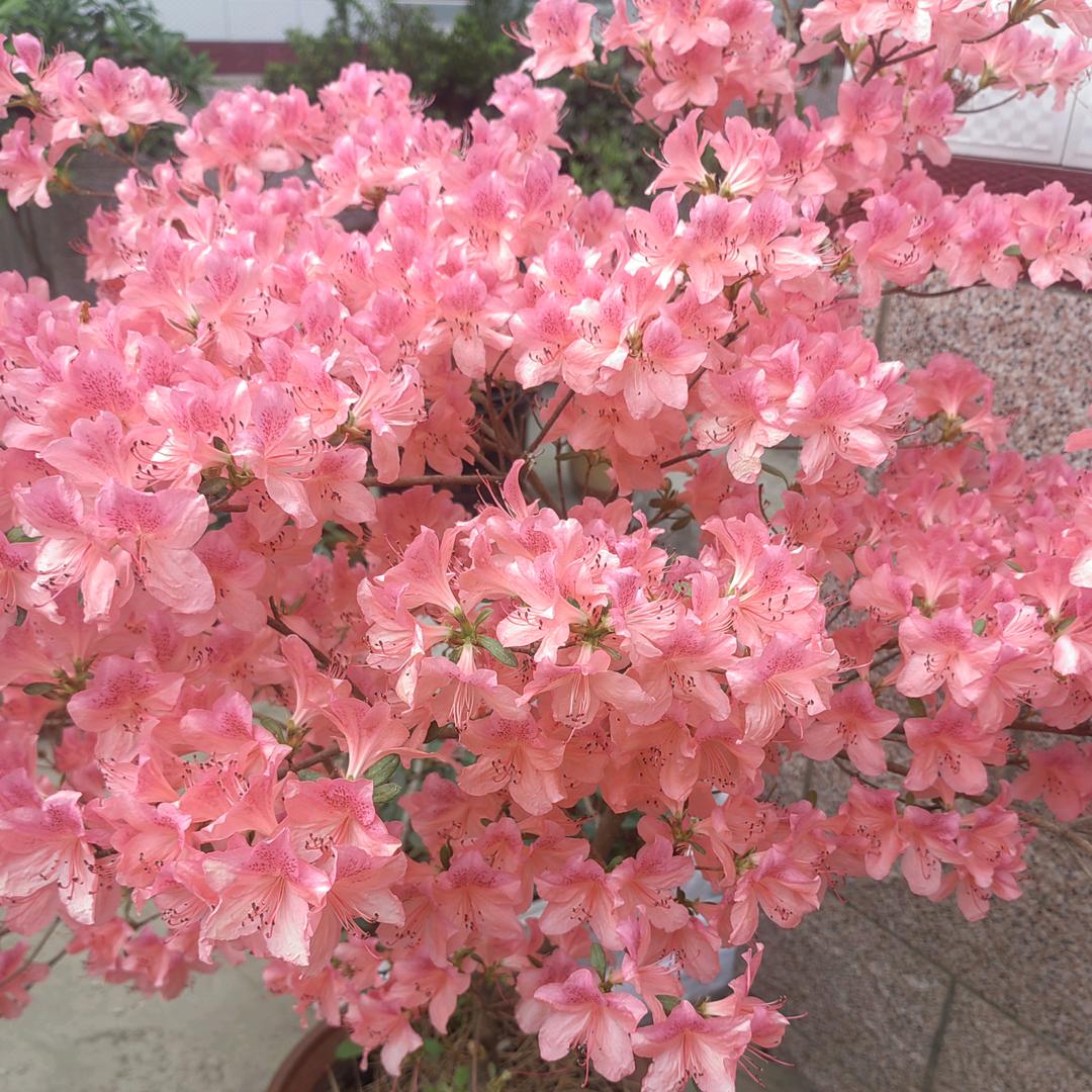 如梦