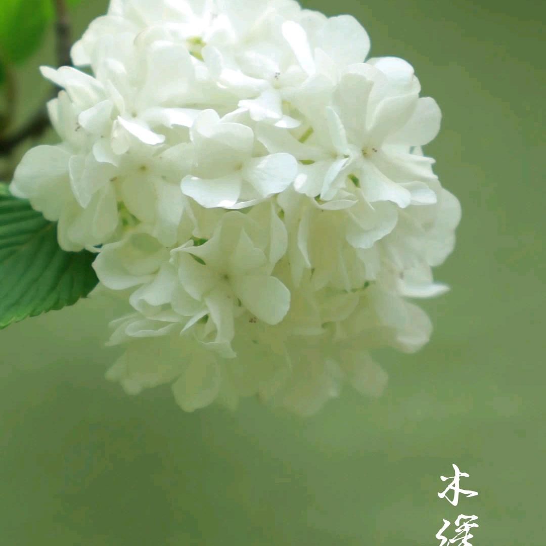 DOPl不脱妆粉底液(招代理)