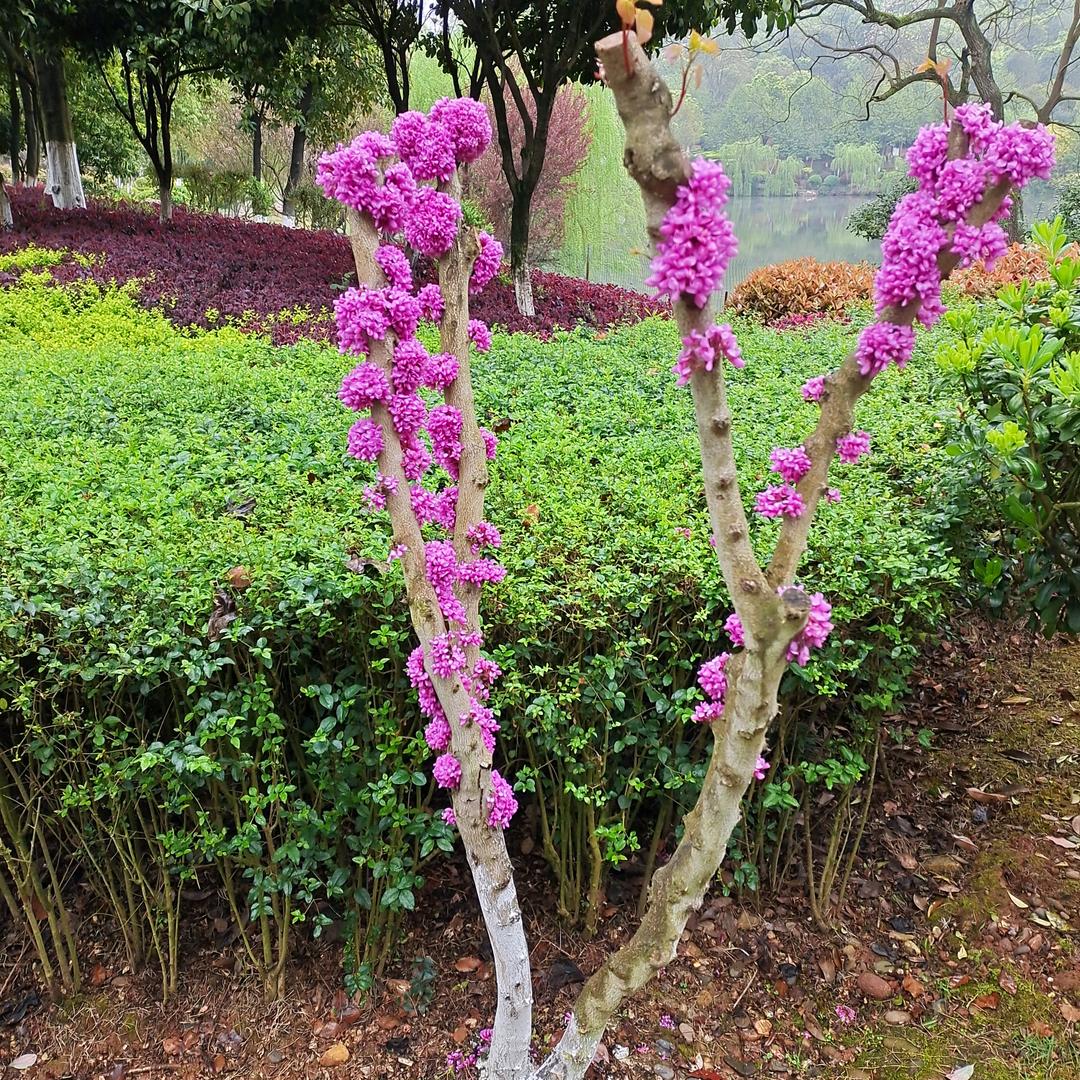 阳先生，