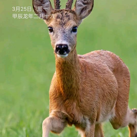 皖R