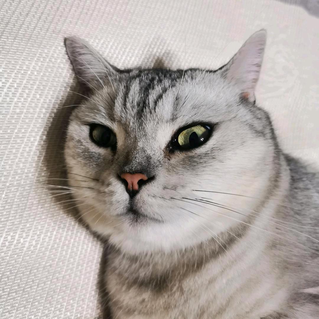 Old Cat