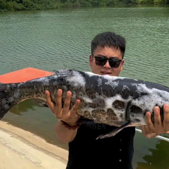 95后垂钓园老板日常