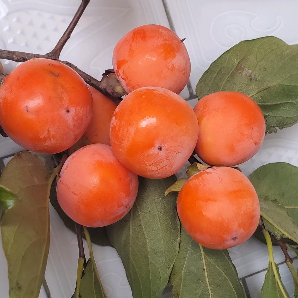 横水全网通(智能机老年机手机配件)拒合拍