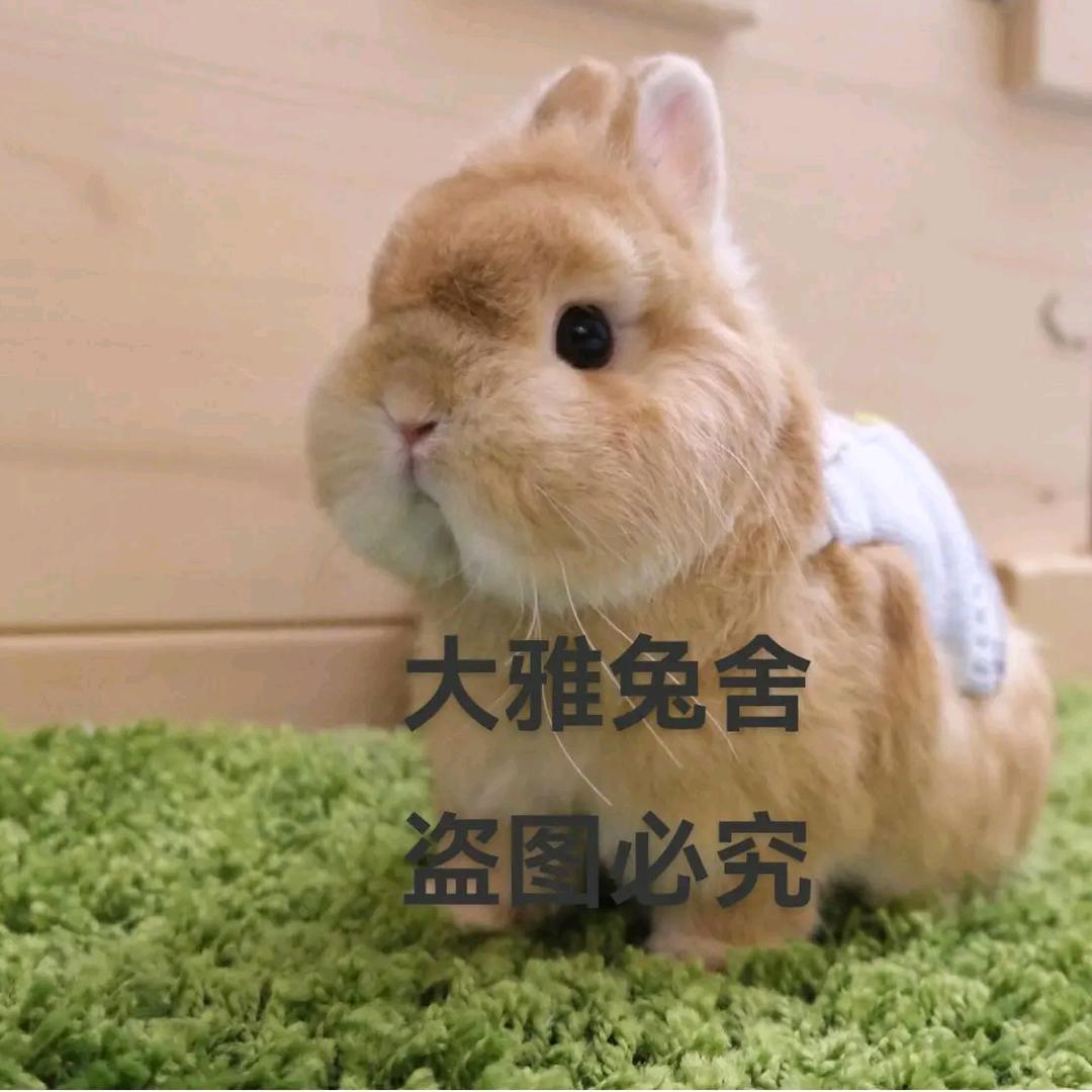 大雅萌宠