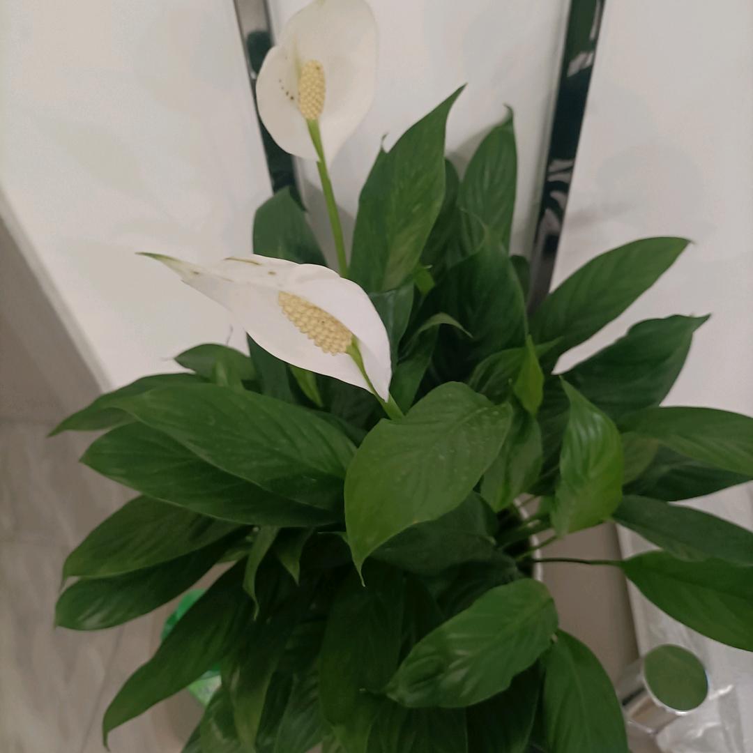 一帆风顺