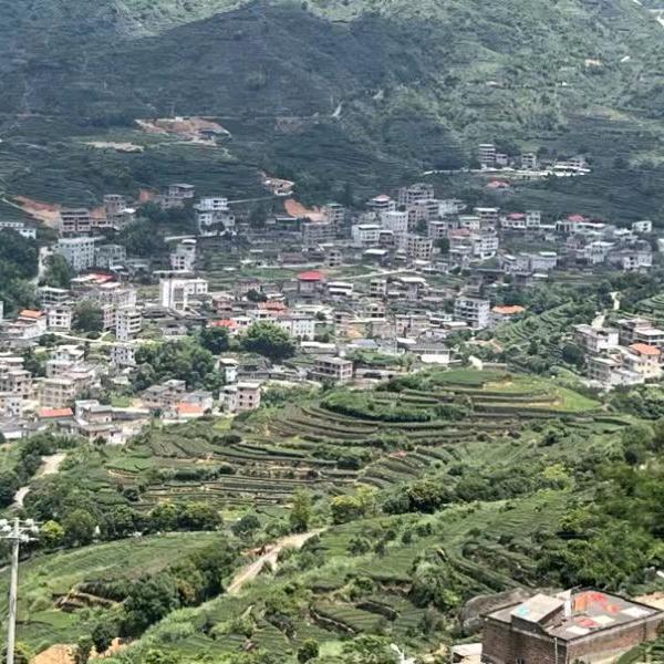 高春茶业总汇官方号