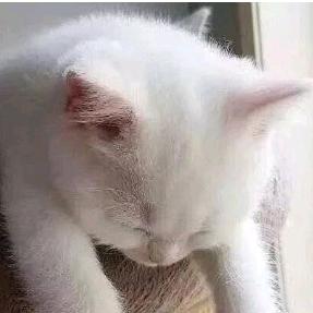 自在的一只猫
