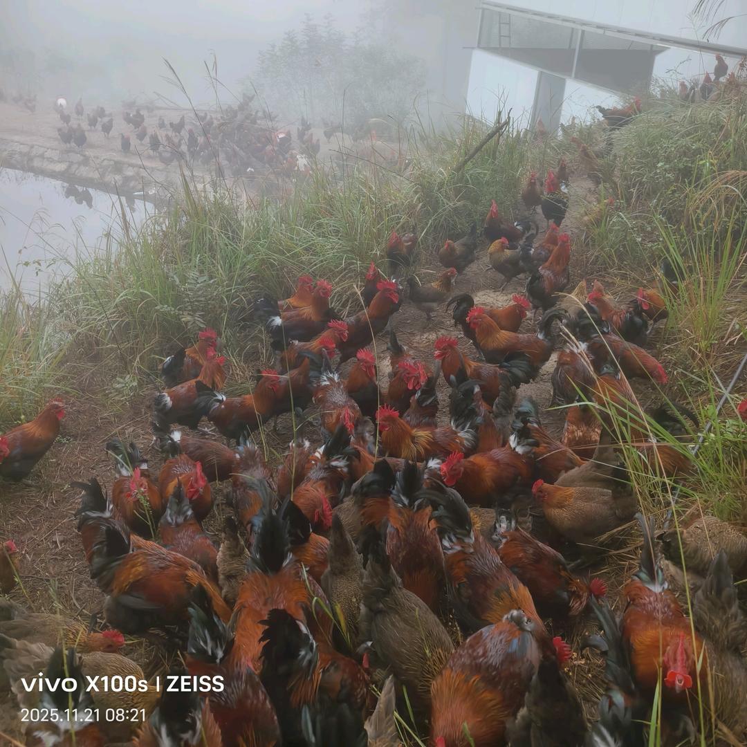 林下生态跑山鸡