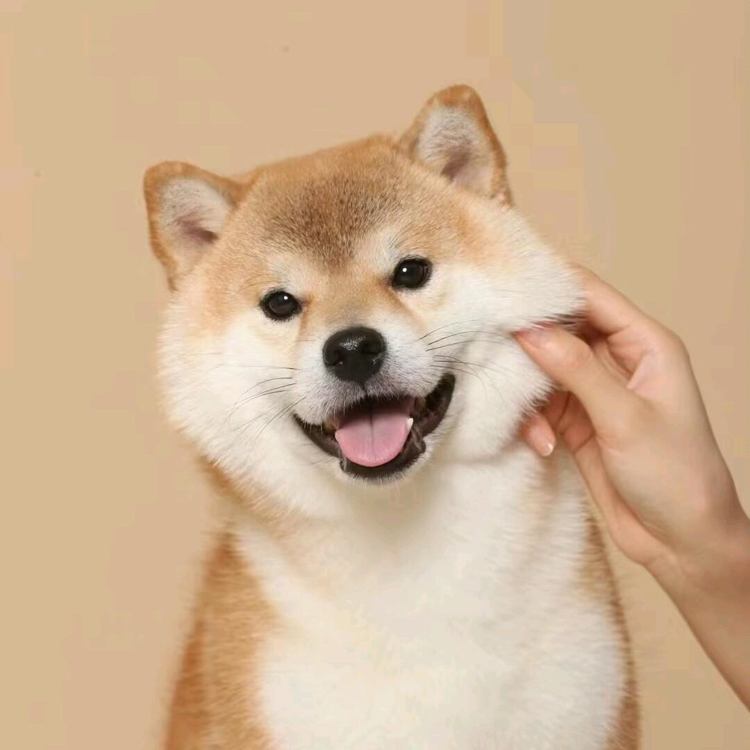 养狗小管家🐶