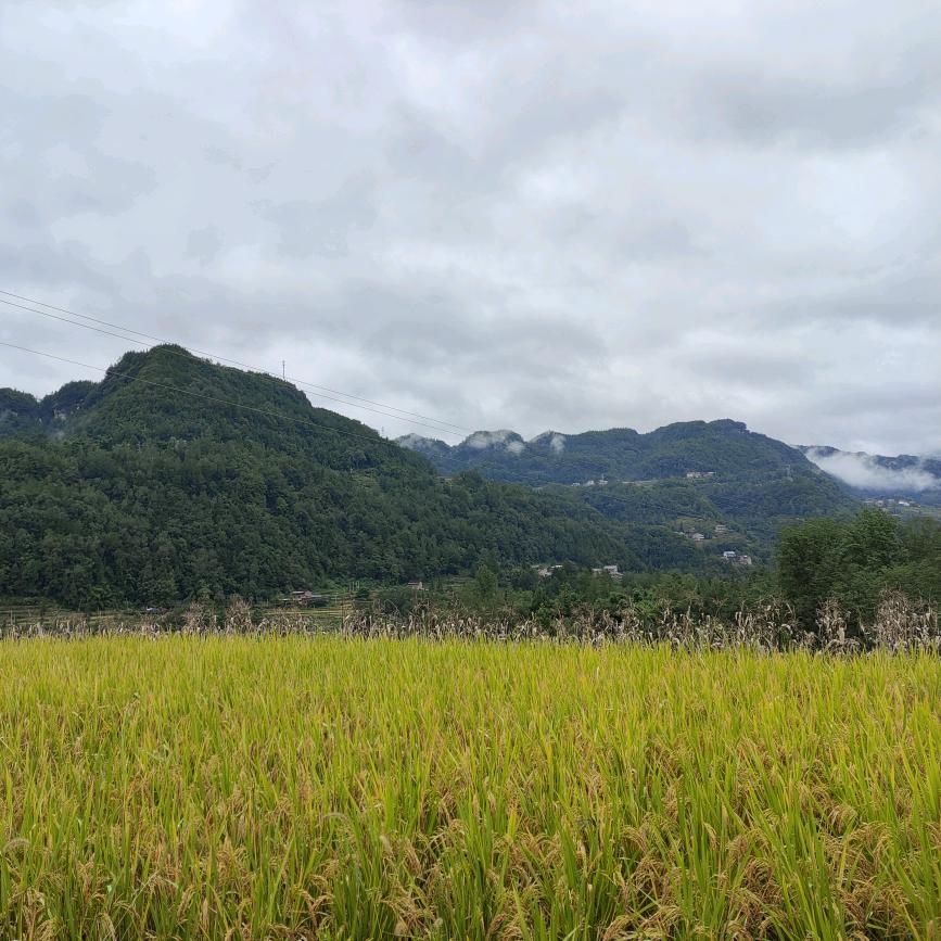 青山黛玛