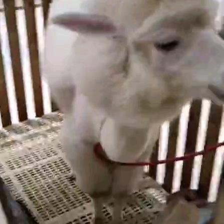 陈宇哥