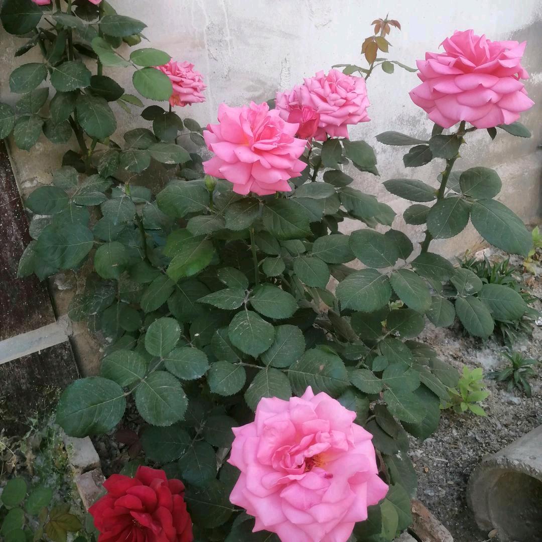 （邯郸魏州）雾里看花