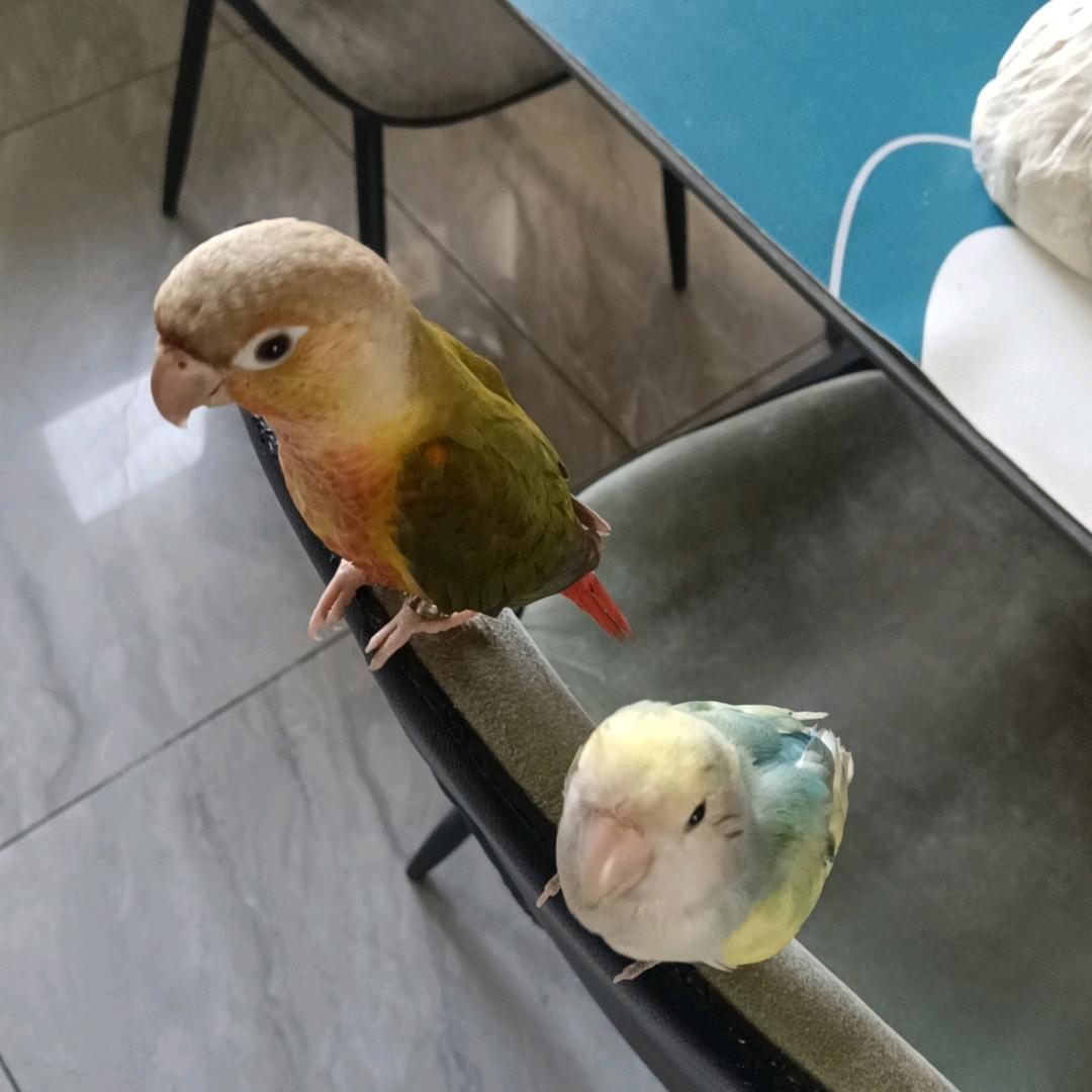 旺财小达鸟
