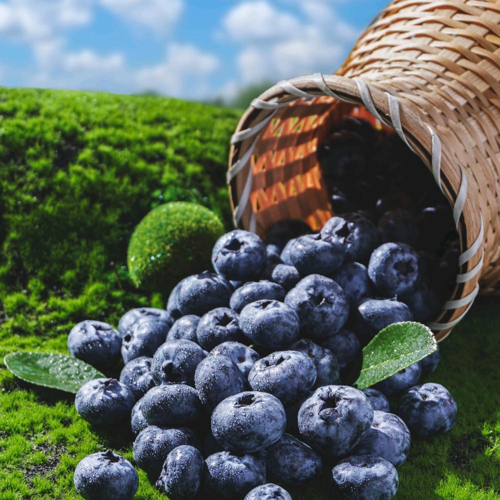 云南花香蓝莓脆甜爆汁（明日达）