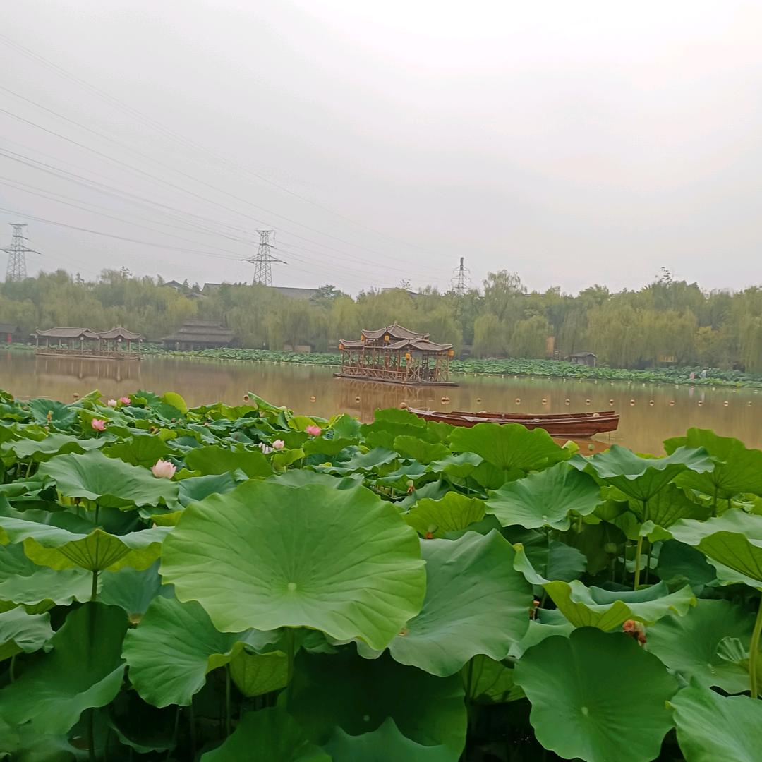 摇曳幽资花似雪