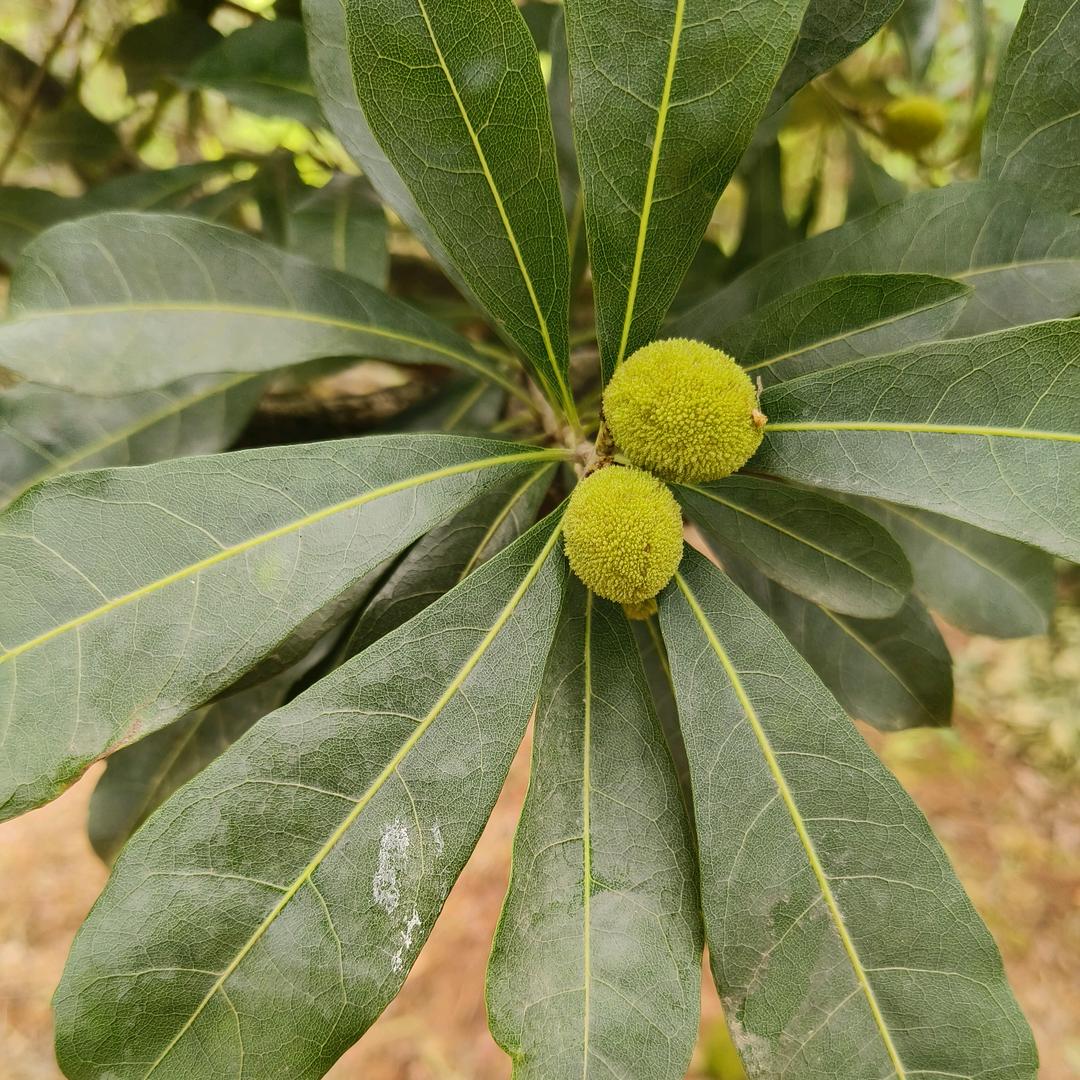 俞斌