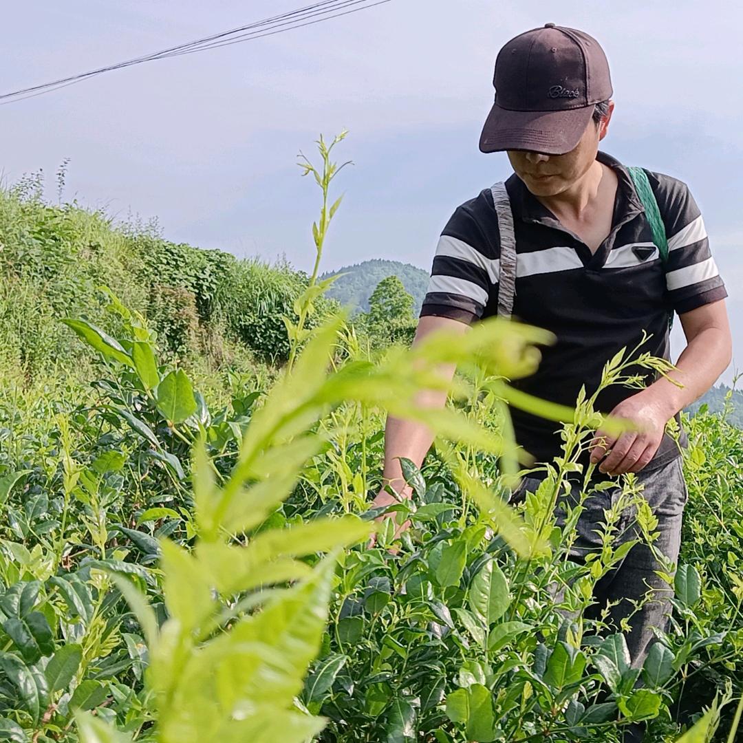莓茶掌柜。杨左使