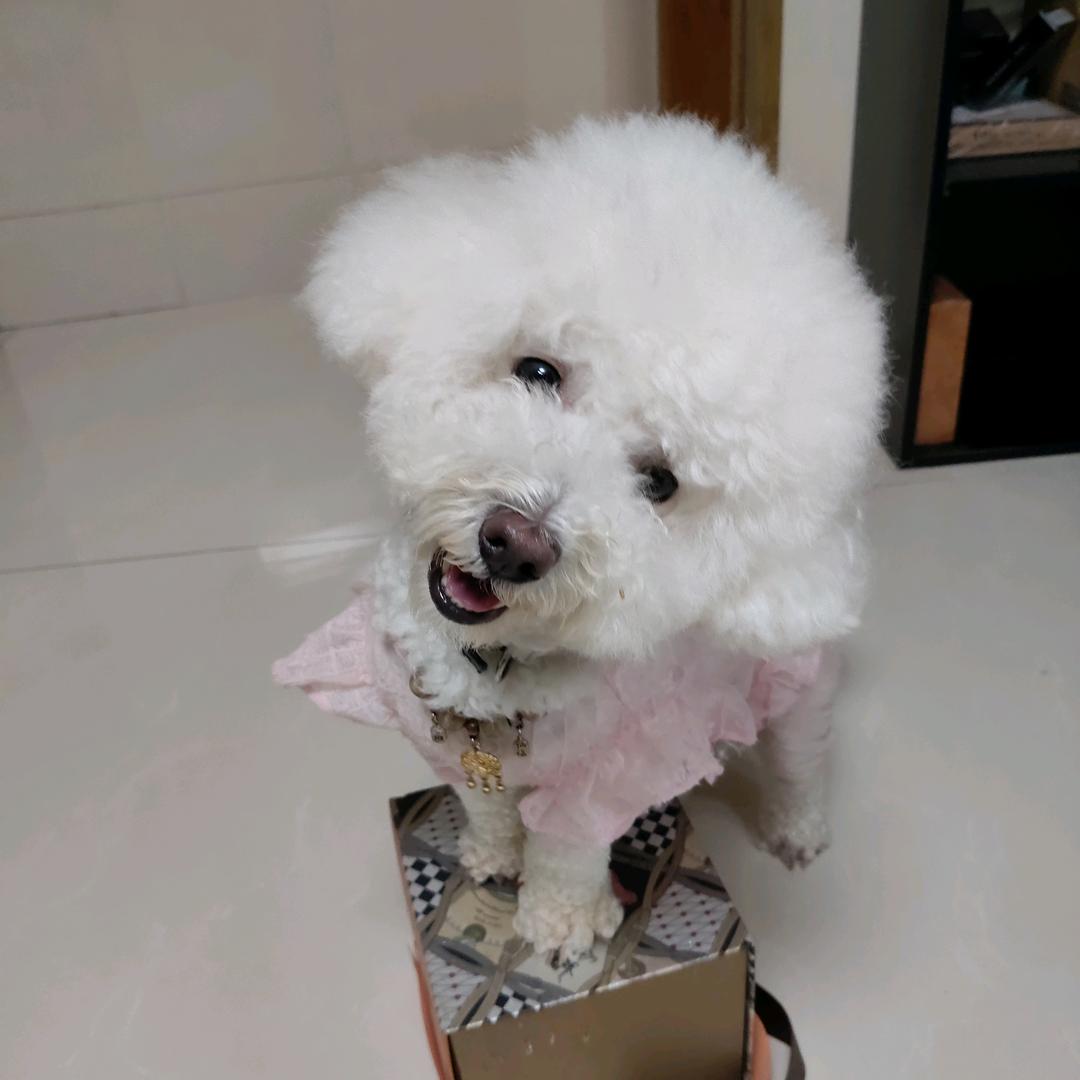 五月是只白泰迪