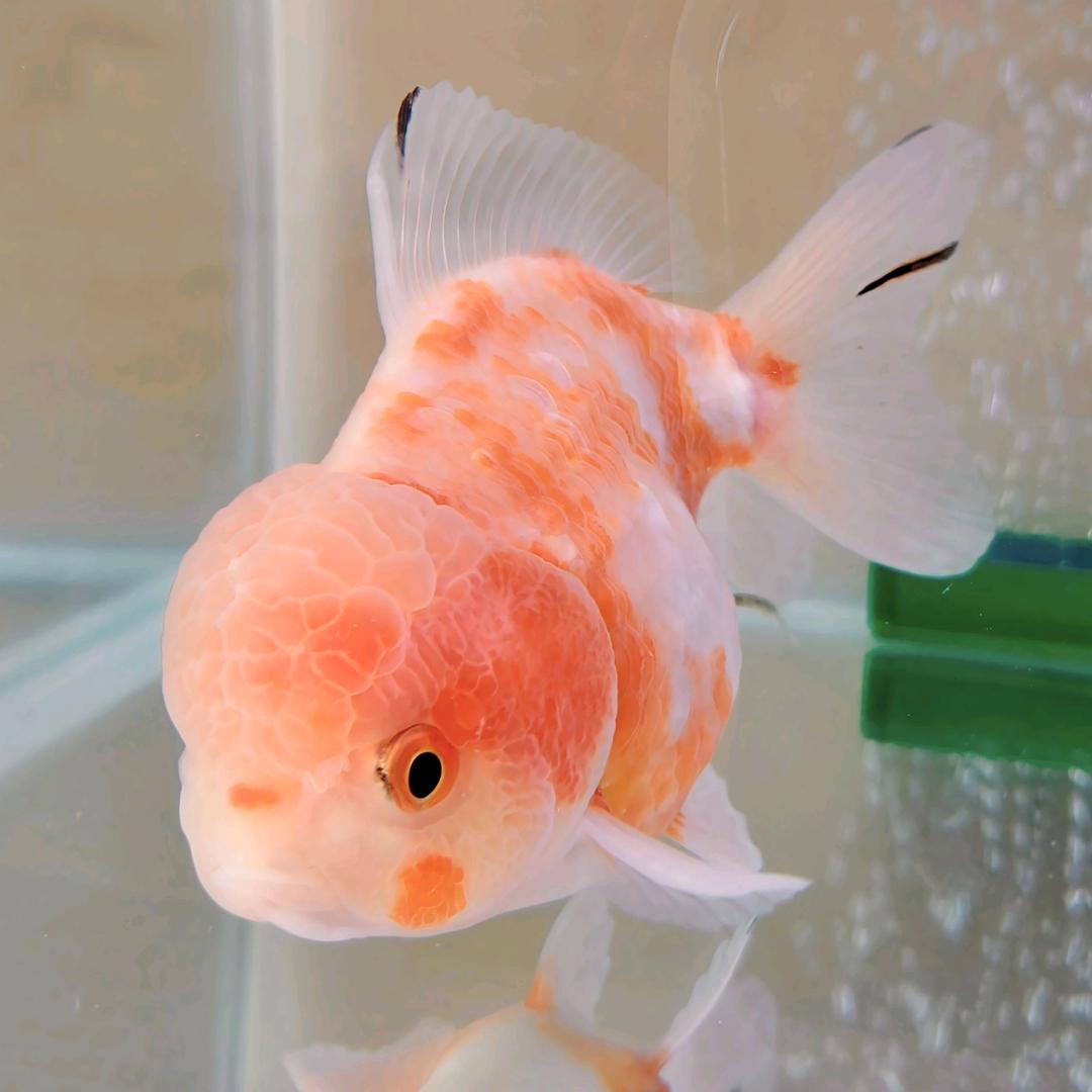 奔波儿霸养小鱼🐟