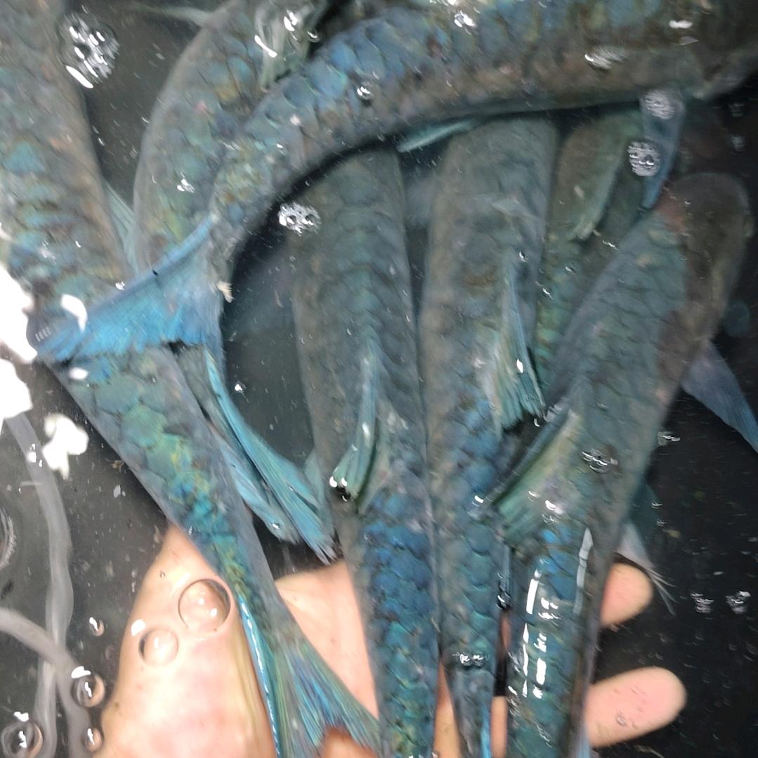 （吉罗）鱼乐圈