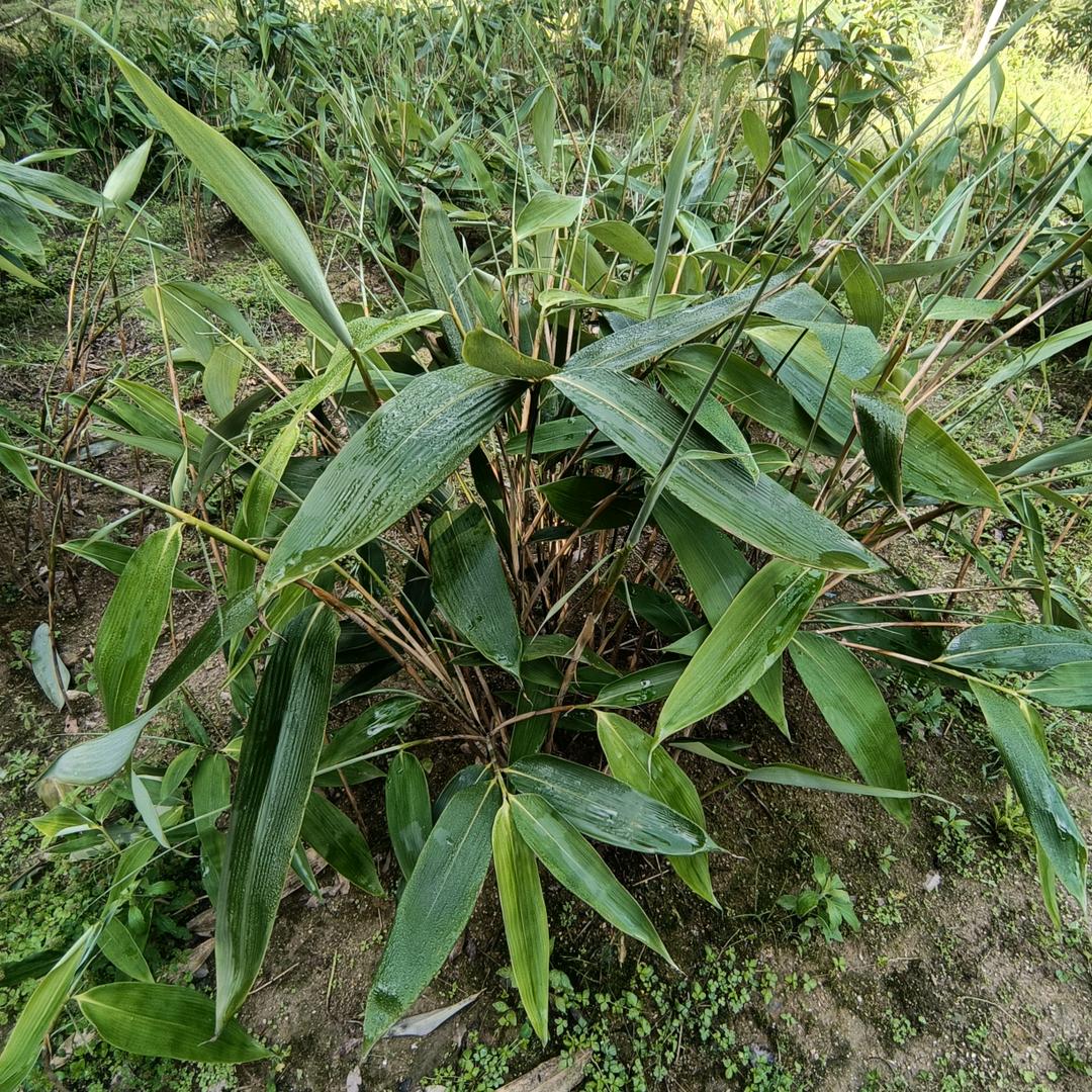 沙县粽叶基地