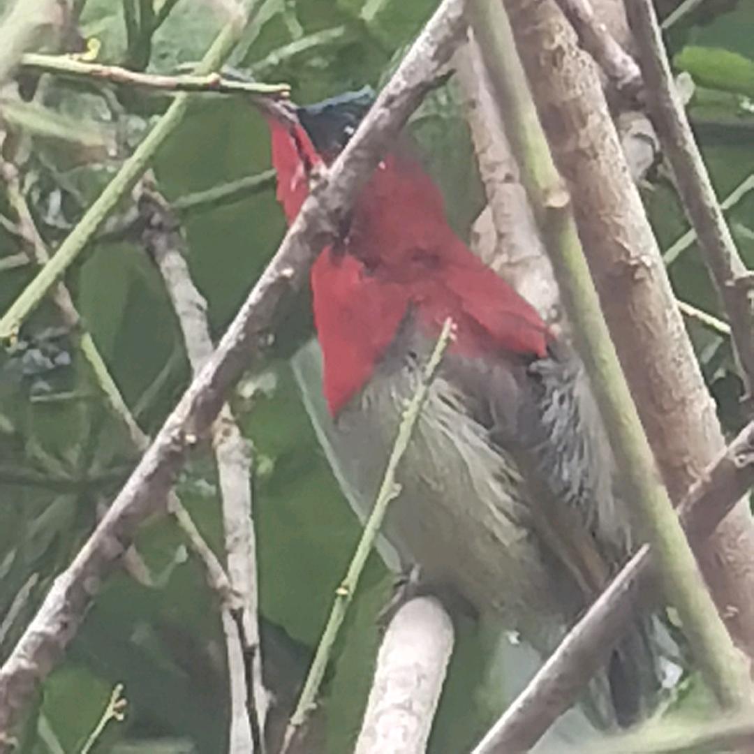 子扬