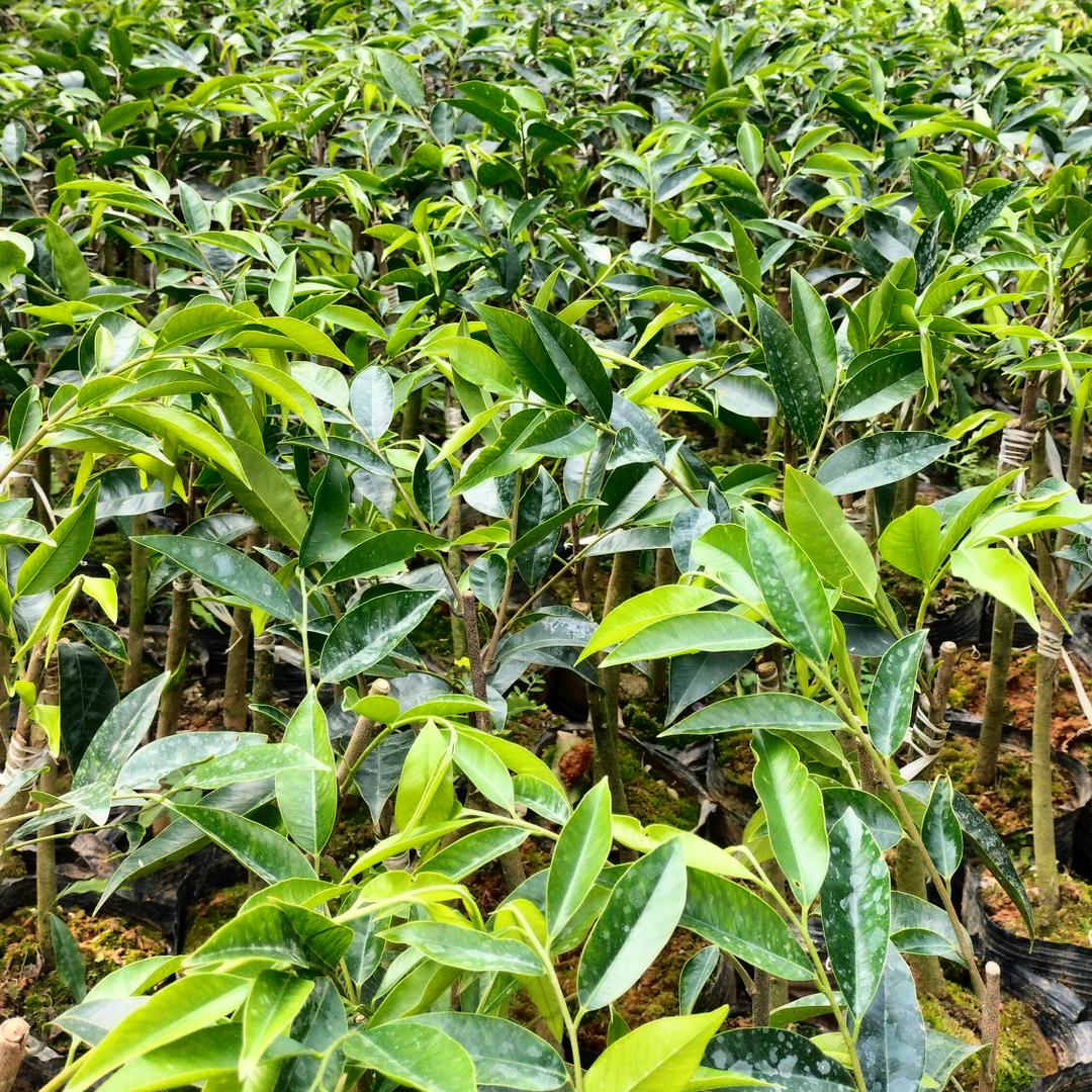 电白沉香培育国香虎斑种植基地