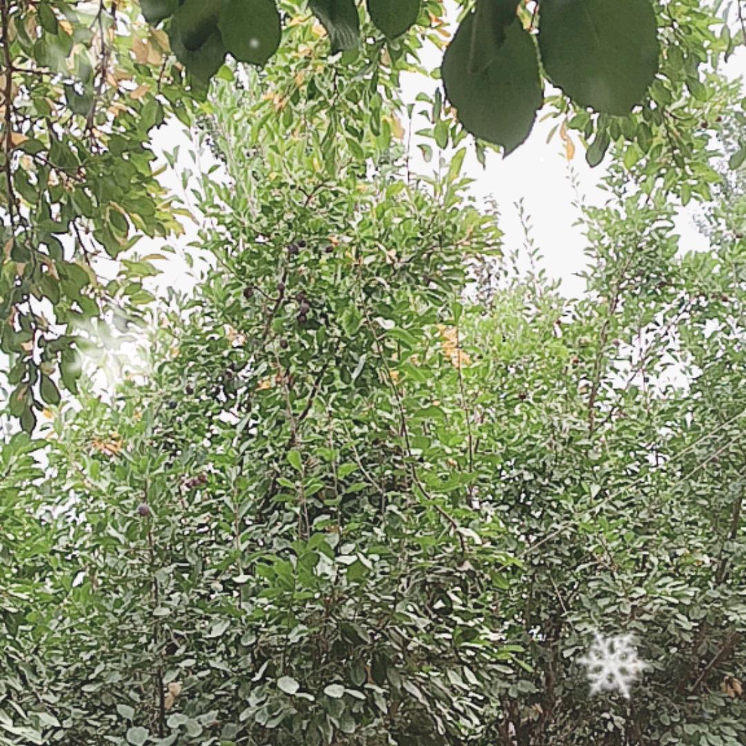 情为何物
