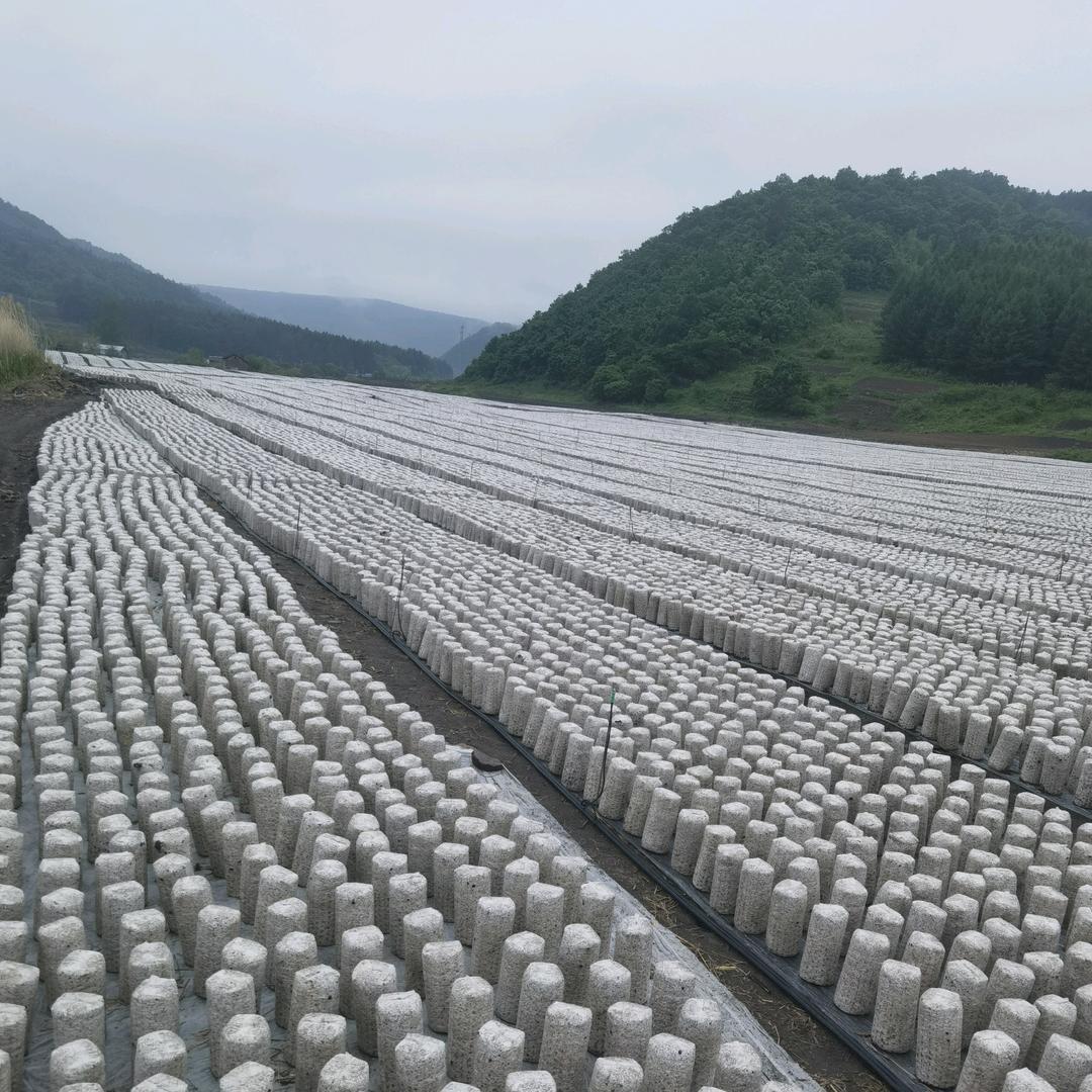 北方生物