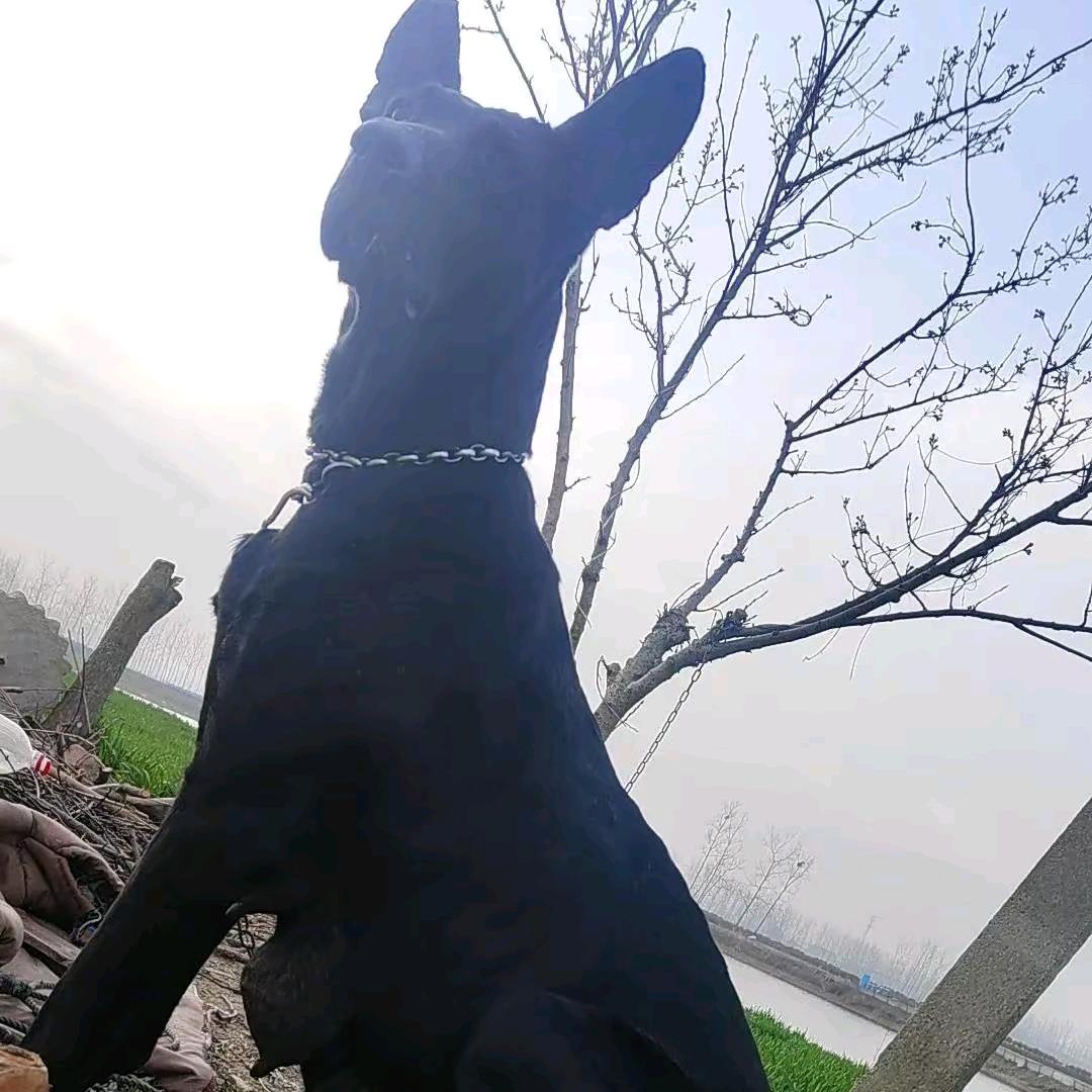 黑狼犬