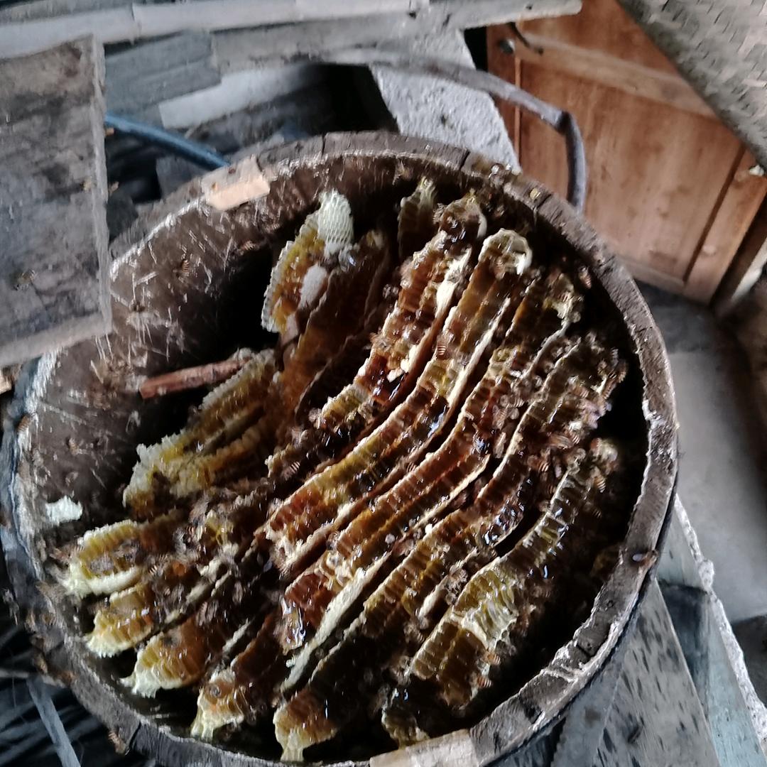 土蜂养殖