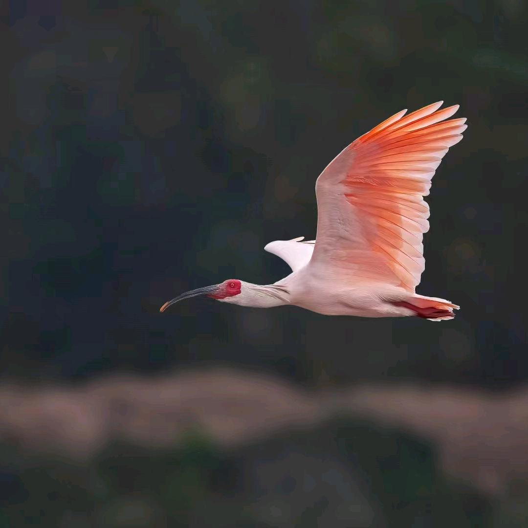 *…*(净岳的生态文明之旅)