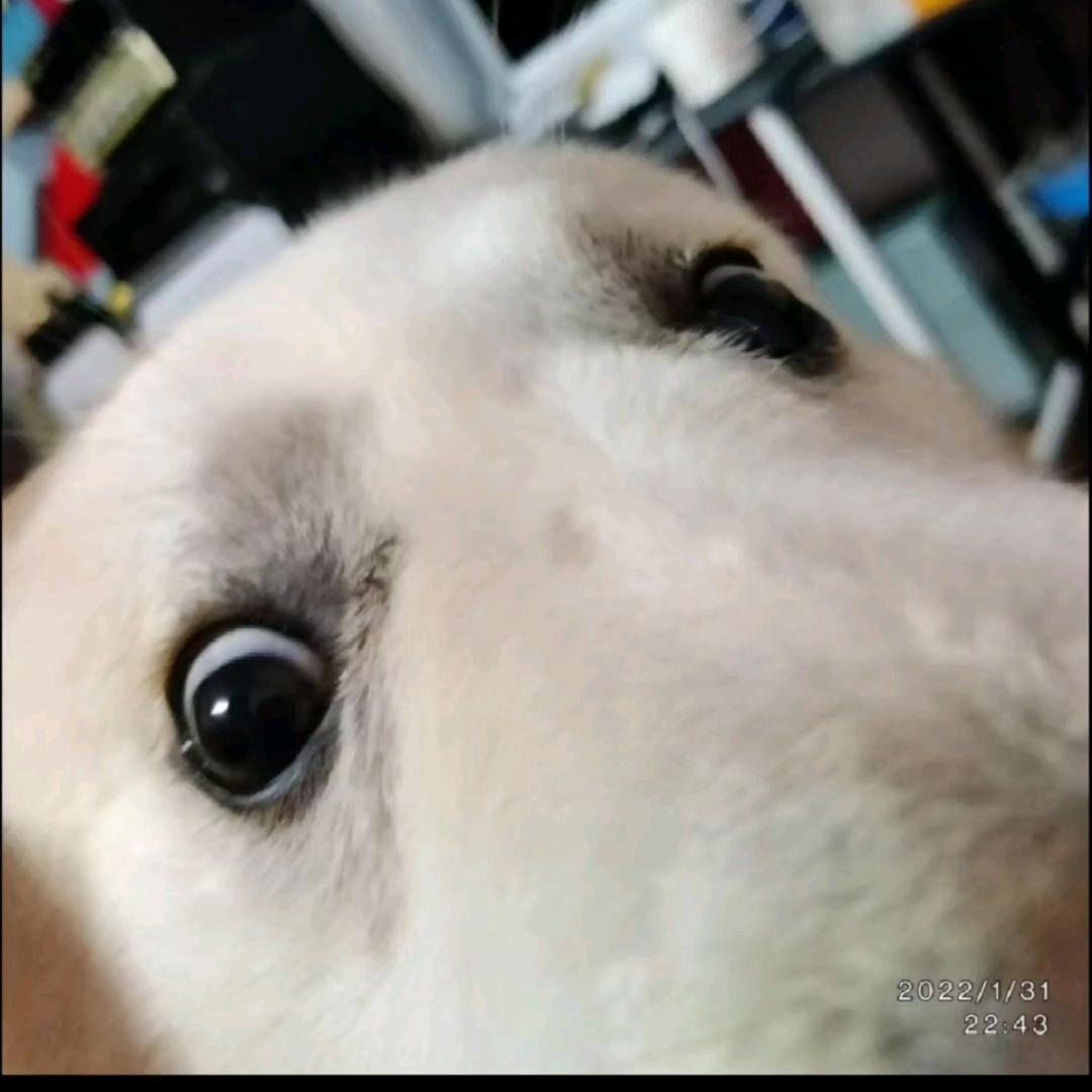 小松短剧