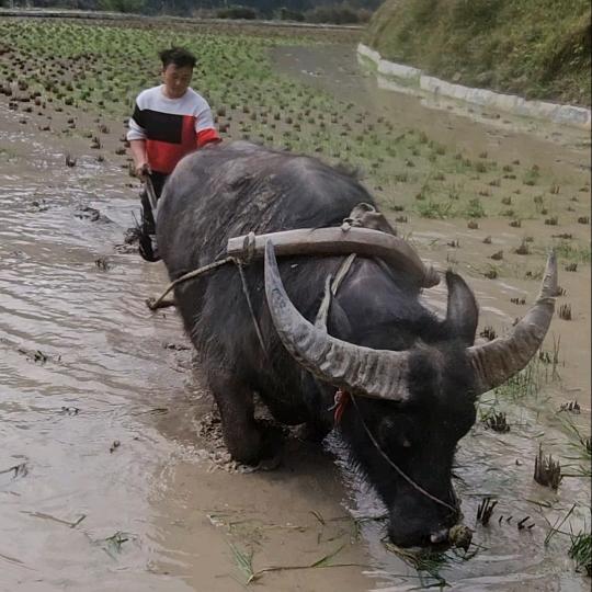 放牛的阿明哥