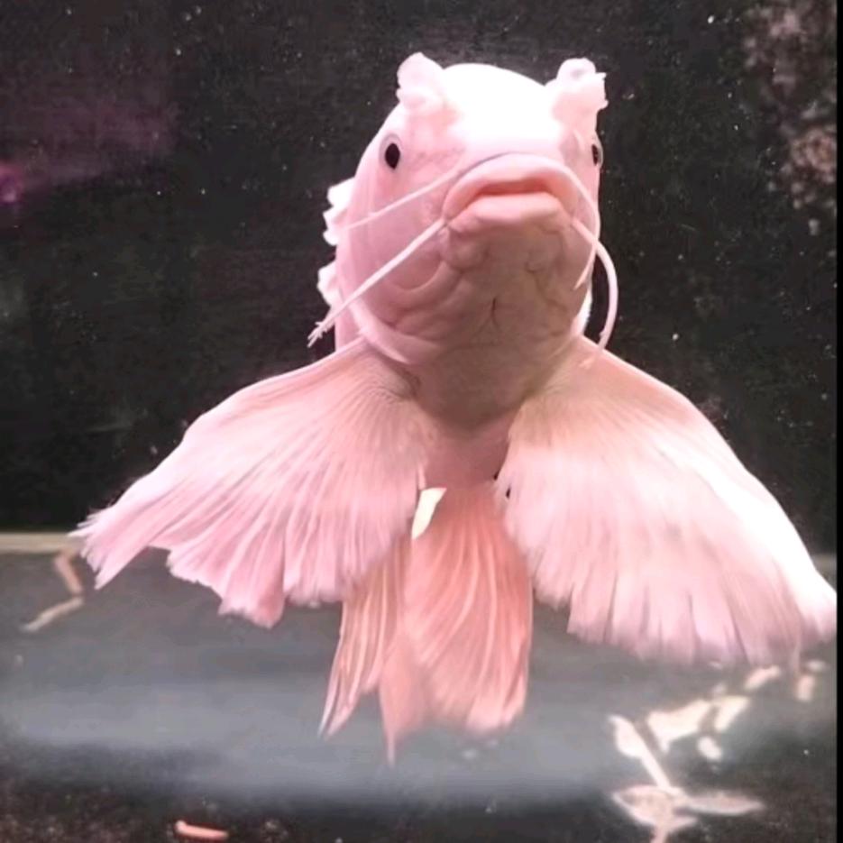 🦋🦋🦋蝴蝶鲤