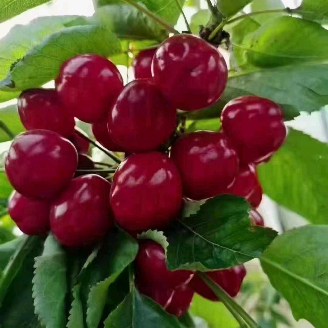 三农小蜜蜂