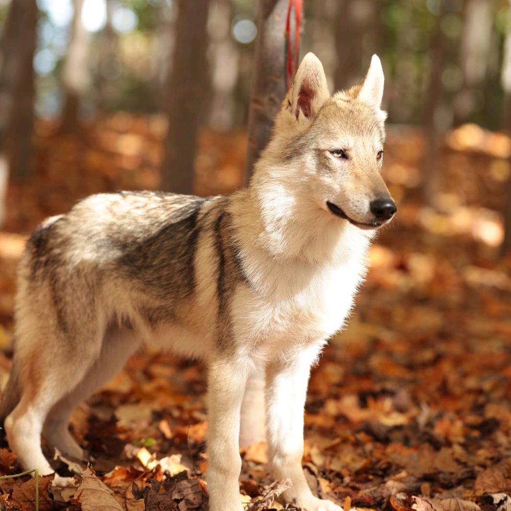 威海~韦宏带您选好犬