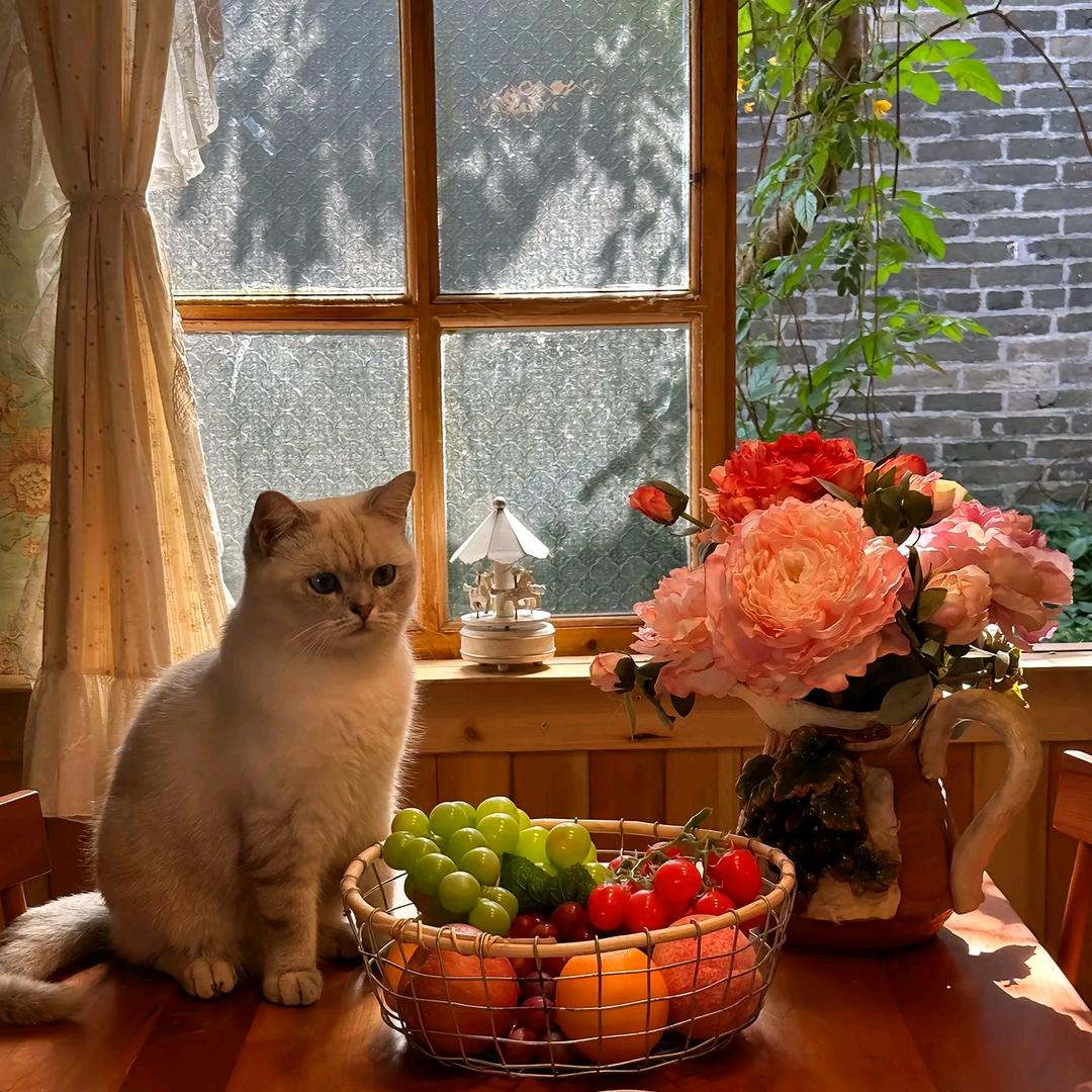 猫咪向前冲