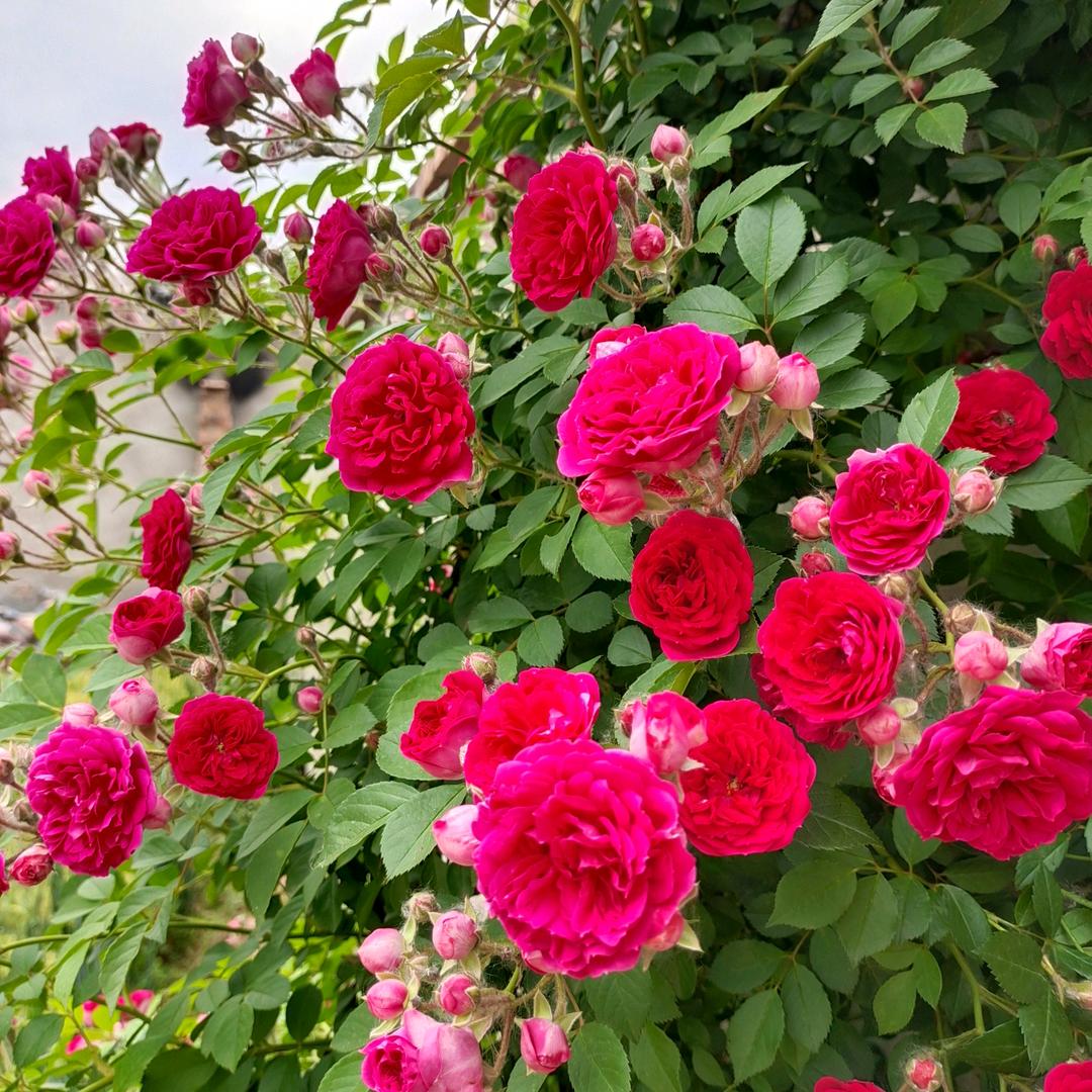 潇洒玫瑰🌹