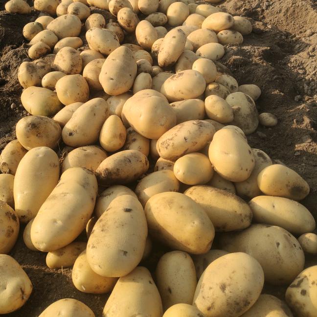 齐朵朵旺哥马铃薯