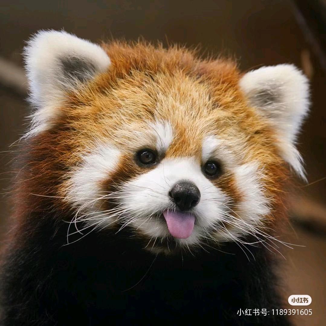 能照明的灯泡泡