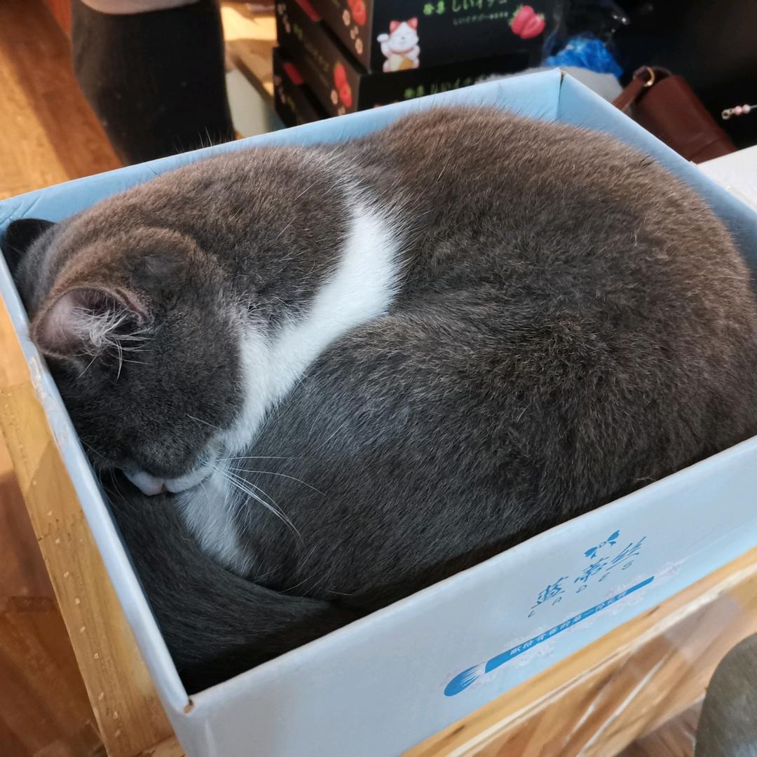 没错是轩轩大王